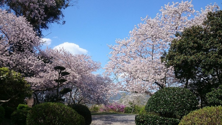 Cherry blossoms at Sugimura park, Hashimoto - Yae Yamamoto via Wikimedia Commons