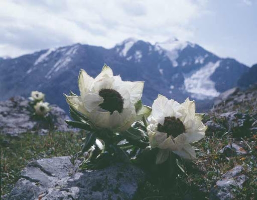 bunga teratai salju yang hanya bisa hidup di udara dingin. (sumber: bjreview.com.cn)