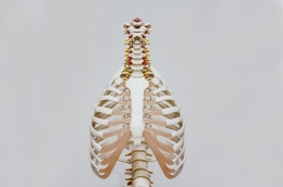 Sistem pernapasan, respirasi oleh paru-paru (Sumber : Nino Liverani via unsplash.com)