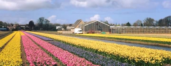 Ladang Bunga Tulip di Hillegom (Dokumentasi pribadi)