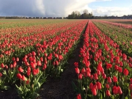 Ladang Bunga Tulip di Lisse. (Sumber: Dokumentasi pribadi)