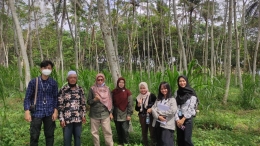 Agroforestry antara tanaman Sengon dan  Tanaman Pakan Ternak (Dokpri)