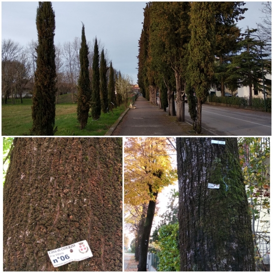 Program 100 pohon untuk Oderzo (Foto dok. Pribadi 2021)