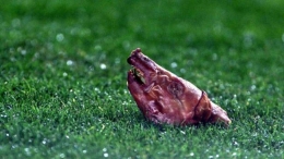 Kepala babi yang dilemparkan fans Barcelona untuk Luis Figo (Foto: Twitter Barca Univercal).