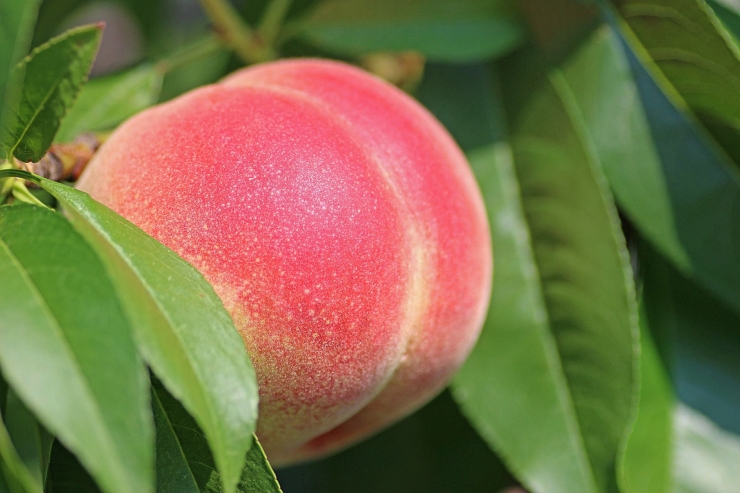 Buah persik pembebas kutukan. (Sumber Ilustrasi: Pixabay)