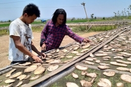 Pengusaha porang, Paidi, menjemur porang yang diiris lalu dijual ke pabrik porang yang beroperasi di Jawa Timur. (Sumber: KOMPAS.COM/MUHLIS AL ALAWI)