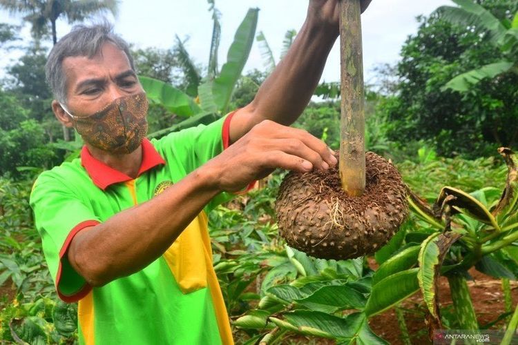 Ilustrasi seorang petani yang sedang memegang tanaman porang (Sumber: Antara Foto)