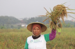 Ilustrasi petani ketika panen padi (sumber: Global Wakaf-ACT)