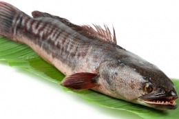 Ilustrasi ikan gabus (Sumber : health.kompas.com)