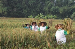 Ilustrasi petani ketika panen raya (sumber: Global Wakaf-ACT)