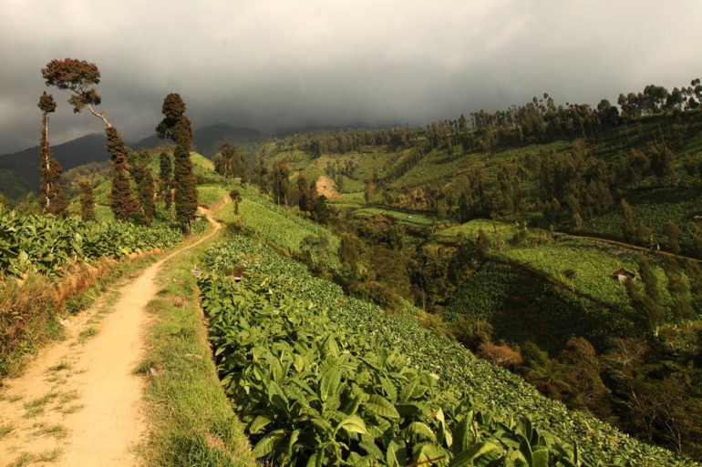 Hamparan Kebun Tembakau di Desa Tlahab, Kecamatan Kledung yang dapat dilihat dari Taman Wisata Alam Posong. Sumber: Dok. Pribadi Andi Setyo Pambudi