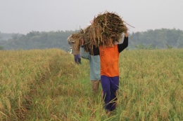 Ilustrasi petani panen padi dalam program wakaf produktif (sumber: Global Wakaf-ACT)