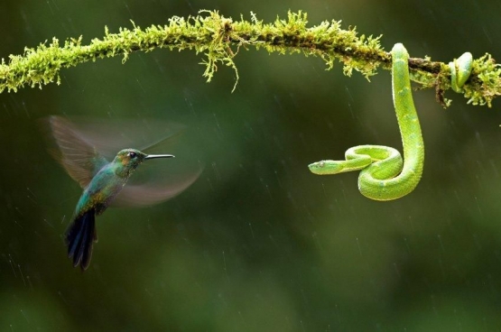Hummingbird, burung kecil nyalinya gede, gaiss. Foto: pixdaus via Idntimes