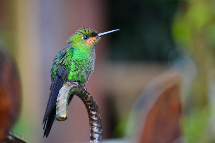 Burung Kolibri. Gambar oleh millabates dari Pixabay 