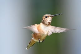 Hummingbird. Gambar oleh Veronika Andrews dari Pixabay