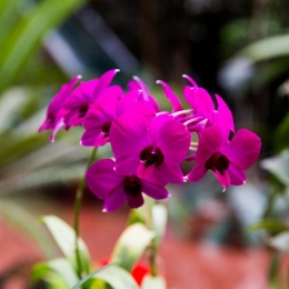 Dendrobium Clara Bundt | Shutterstock