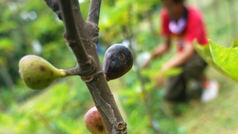 Ilustrasi pohon tin yang sudah berbuah (Sumber : KOMPAS/RONY ARIYANTO NUGROHO)