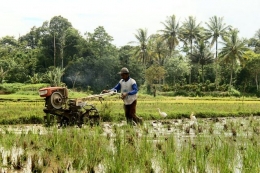 Ilustrasi petani tengah bekerja di sawah (credit: defika hendri on unplash.com)