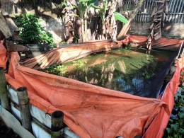 Kolam Ikan Di halam Belakang Rumah Ibu Retno dan suaminya/Dokpri