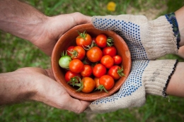 Buah tomat yang dipanen dari pekarangan rumah tentu lezatnya lebih bermakna (Ilustrasi: unsplash.com/Elaine Casap)