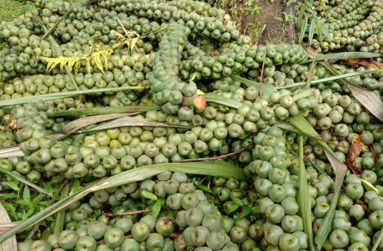 Kolang-kaling mentah, gatalnya sungguh luar biasa! | Dokumentasi pribadi