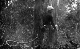 (ARSIP) KOMPAS/INDRAWAN SM Penebangan Hutan di Kalimantan pada 15 Juli 1973