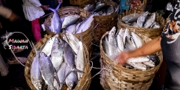 Ikan bandeng dari berbagai petambak di Gresik (Dokumentasi Mawan Sidarta) 