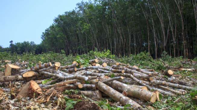 Penebangan hutan secara ilegal menyebabkan jutaan spesies makhluk hidup punan dan perubahan iklim tak menentu (climatic change) - sumber: suara.com