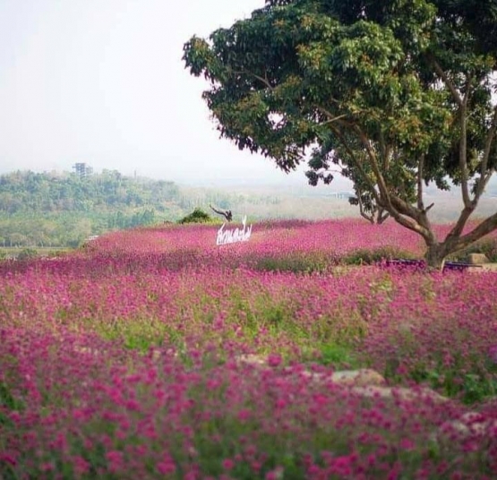 Ladang Bunga yang indah yang dapat dinikmati di akhir tahun | Sumber: Suan Lamai