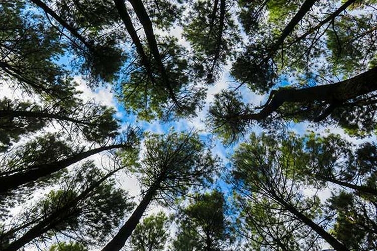 Hutan Pinus Mangunan. (Foto: Kompas.com/Anggara Wikan Prasetya)