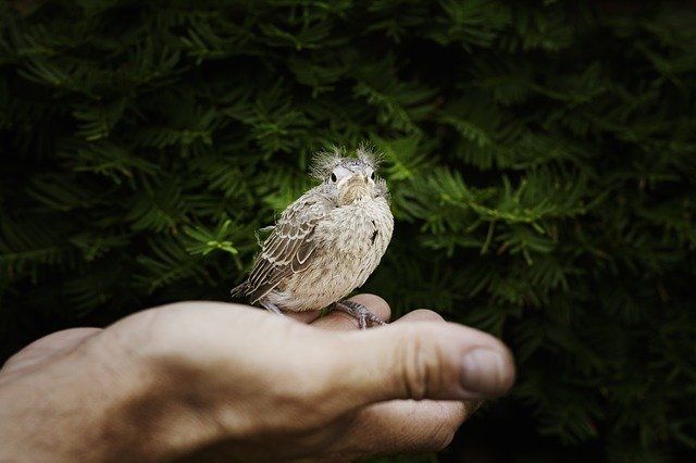 Ilistrasi Burung kecil (sumber gambar: pixabay.com)