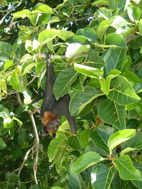 Kalong raksasa Giant Fruit Bat (Sumber gambar: pixabay.com)
