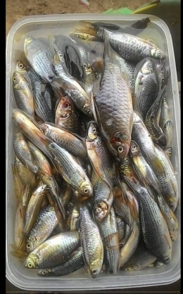 Ikan hasil tangkapan saat memancing bersama Anak-anak Rimba di Taman Nasional Bukit Duabelas (TNBD)