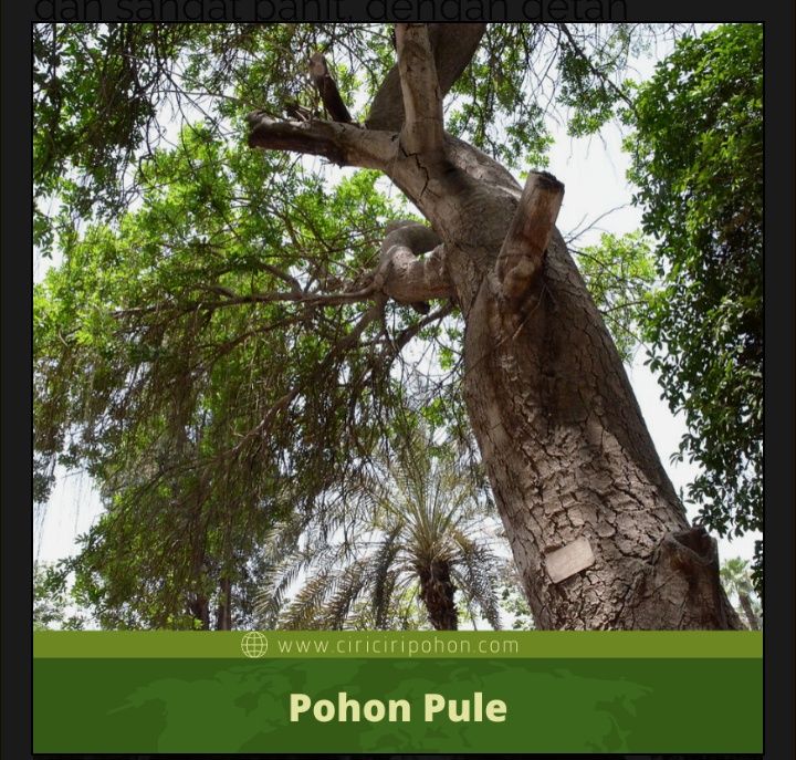 Pohon pulai/pohon pule. (Foto : tangkapan layar www.ciriciripohon.com)