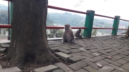 Monyet lainnya menunggu dari kejauhan, karena takut pada monyet jantan, sang bos genk. Foto: dokumentasi pribadi