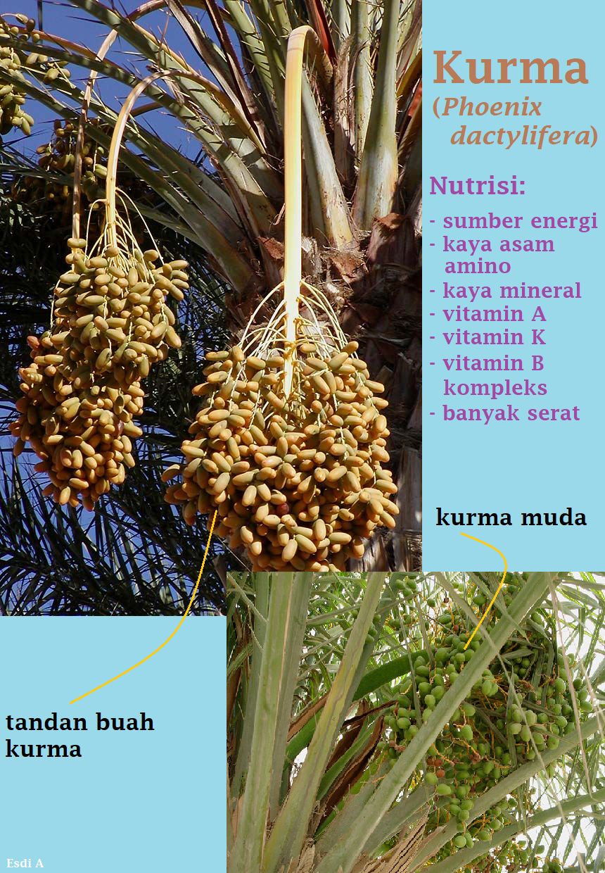 Infografis nutrisi kurma (Dokpri, sumber gambar: wikipedia.org).