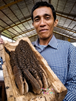 Lebah madu (Dokumentasi Mawan Sidarta) 