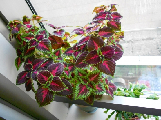 Jenis daun mayana' yang dijadikan tanaman hias (source: Indoor Coleus Care: How To Grow A Coleus Houseplant - gardenmanage.com)