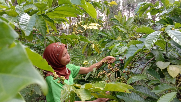 Ibuku, wanita yang dengan tangguhnya menggenggam buah kopi. Dokpri