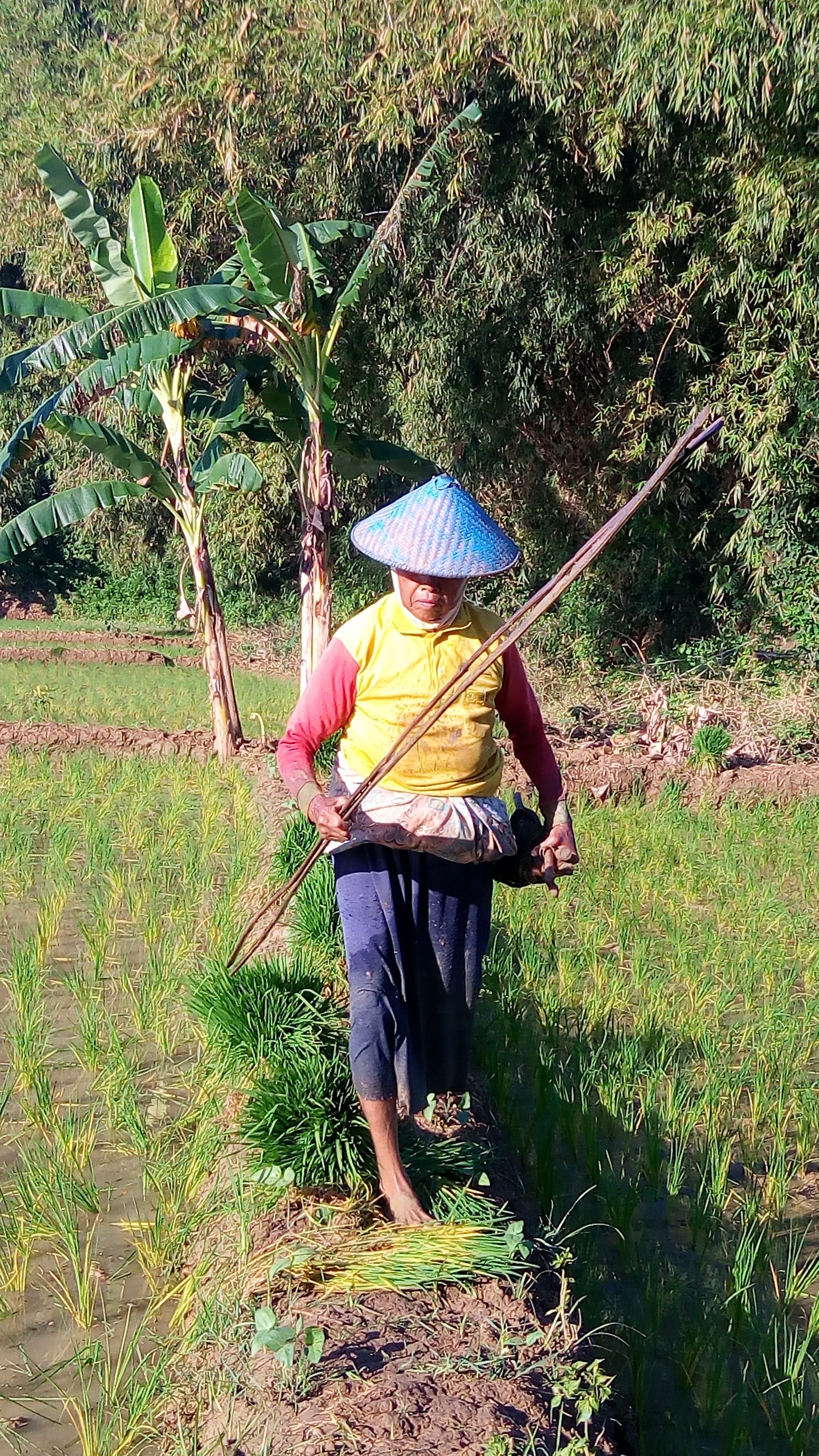 SENJATA. Perempuan pembawa blak, alat ukur baris tanam padi berupa bilah bambu dan tali. Senjata wajib saat 