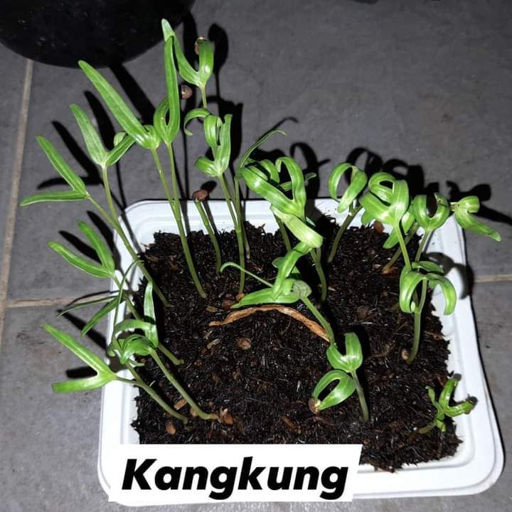 Dokpri. Bibit kangkung yang berhasil disemai.