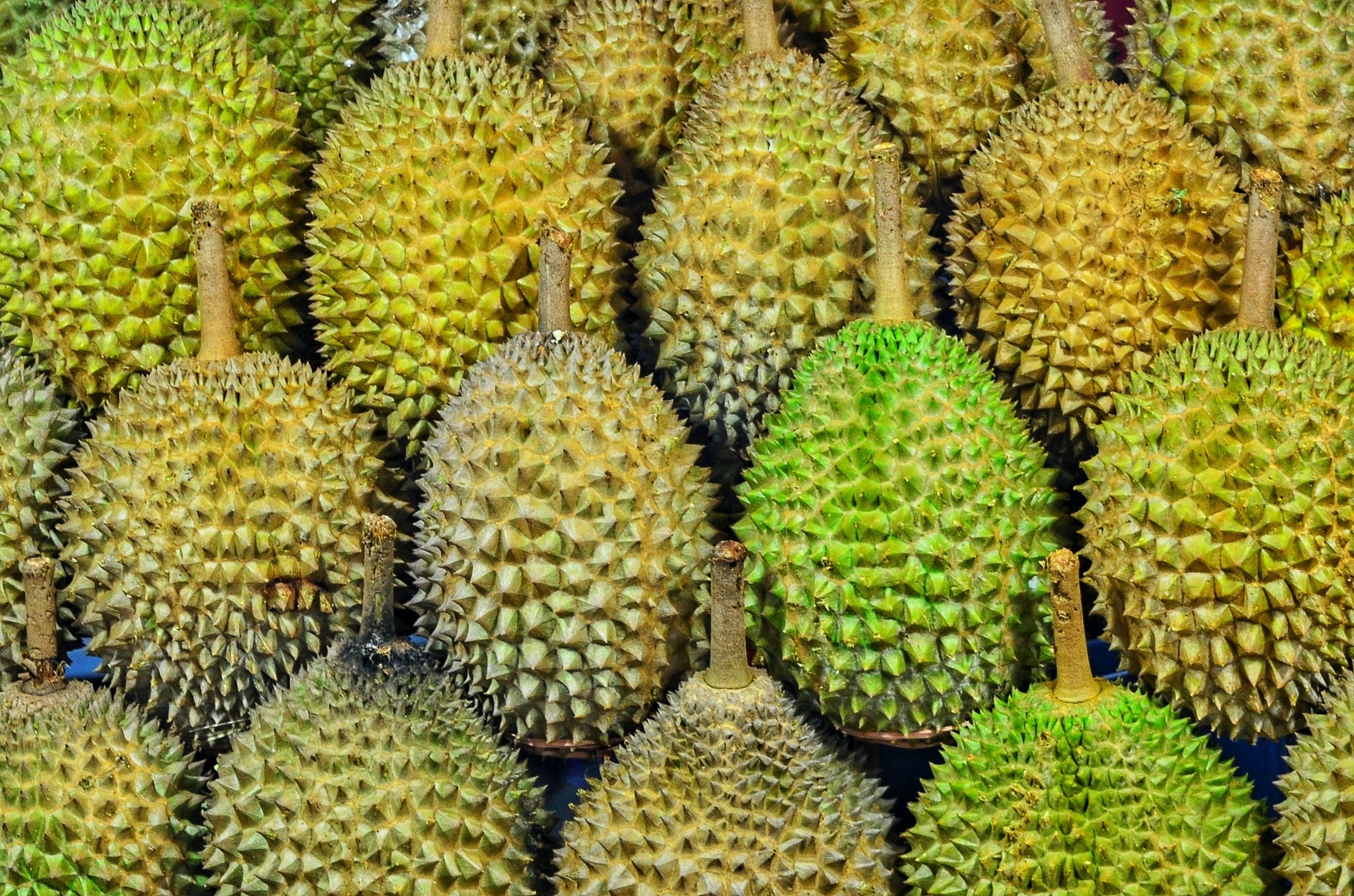 Ilustrasi buah durian (Sumber : jonny clow via unsplash.com)