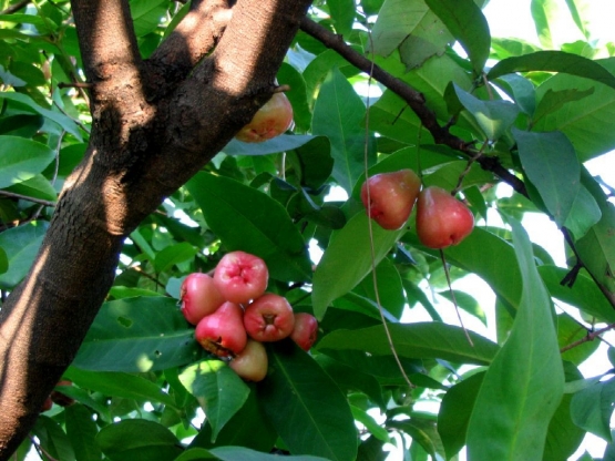 Pohon jambu air - Allentchang /Wikimedia Commons