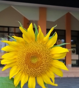 Badan bugar secerah bunga matahari, Dokpri