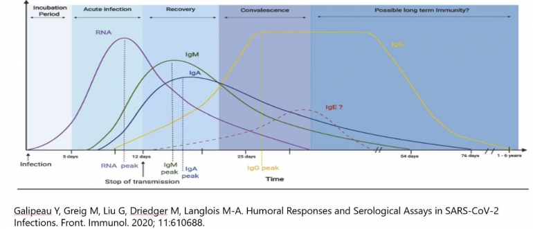 Respon Antibody pada Manusia-Sumber: (Galipeau,2020)