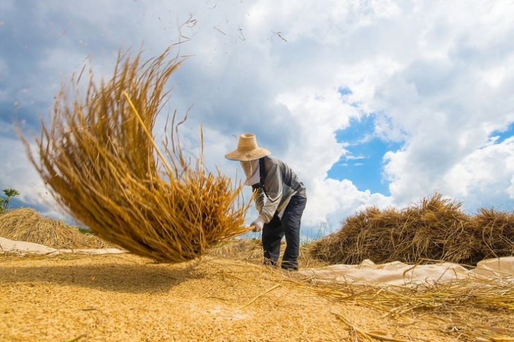 Ilustrasi proses petani memisahkan gabah dari beras dengan cara tradisional(Shutterstock/SERASOOT via Kompas.com)