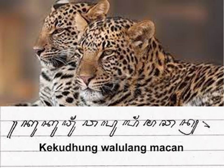 Ilustrasi Bertudung kulit macan (sumber: kolase pixabay)