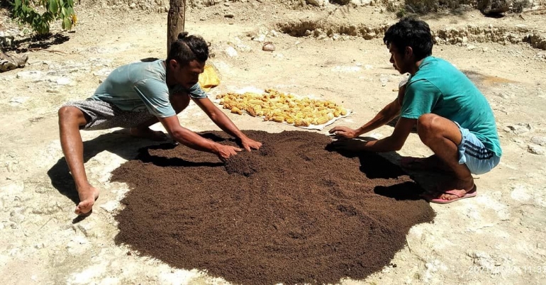 Pembuatan pupuk untuk pembuatan kebun tomat oleh anak-anak muda O'of Tilun Desa Oebo Kecamatan Kuanfatu Kabupaten Timor Tengah Selatan | Neno Salukh