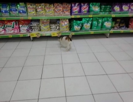 Mengajak kucing ke supermarket. (Foto : Elvidayanty)