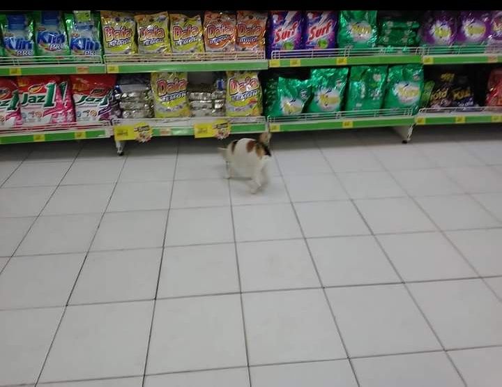 Mengajak kucing ke supermarket. (Foto : Elvidayanty)